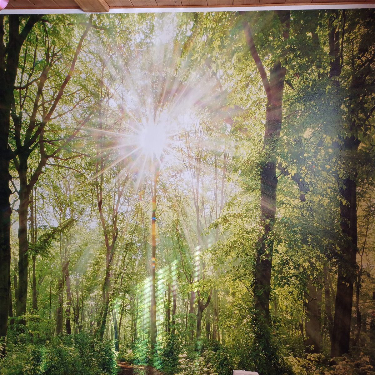 Waldmotiv Wandgestaltung